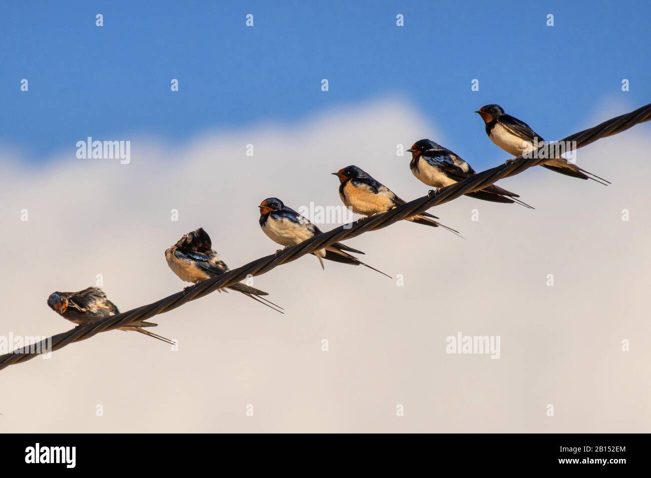 Barn Swallow (Hirundo rustica), Troop appoggiato su un cavo di alimentazione, Spagna, Isole Baleari, Maiorca Foto Stock