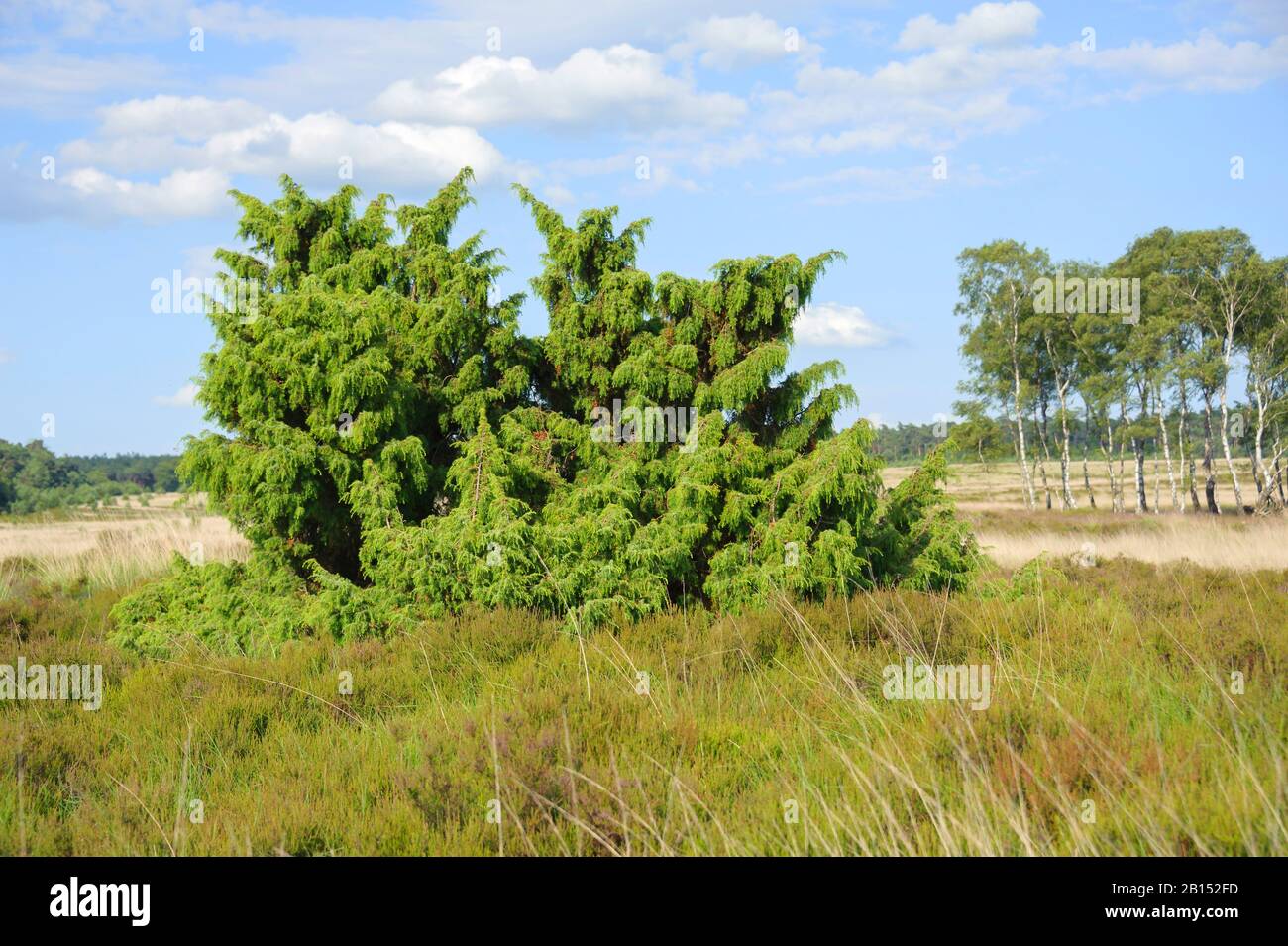 Ginepro comune, Ginepro Terra (Juniperus communis), nella Hoog Buurlose Heide, Paesi Bassi, Gelderland, Otterlo Foto Stock