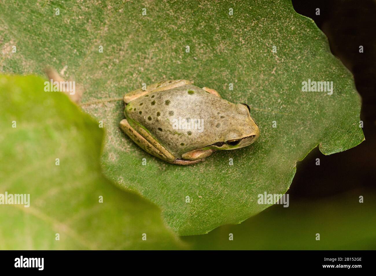 Stripeless treefrog, Mediterranean treefrog (Kyla meridiionalis), si trova su una foglia, Isole Canarie, Tenerife Foto Stock