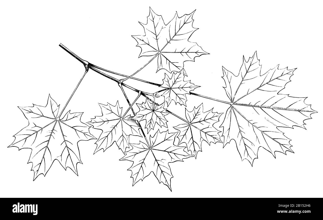 Acero norvegese, platanoidi Acer, Spitzahorn: Blättermosaik, aereo Éraable, (libro botanica, 1888) Foto Stock