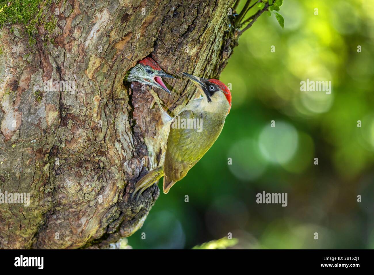 Picchio verde (Picus viridis), femmina che alimenta quasi vero uccello in un foro di allevamento, vista laterale, Germania, Baviera, Isental Foto Stock