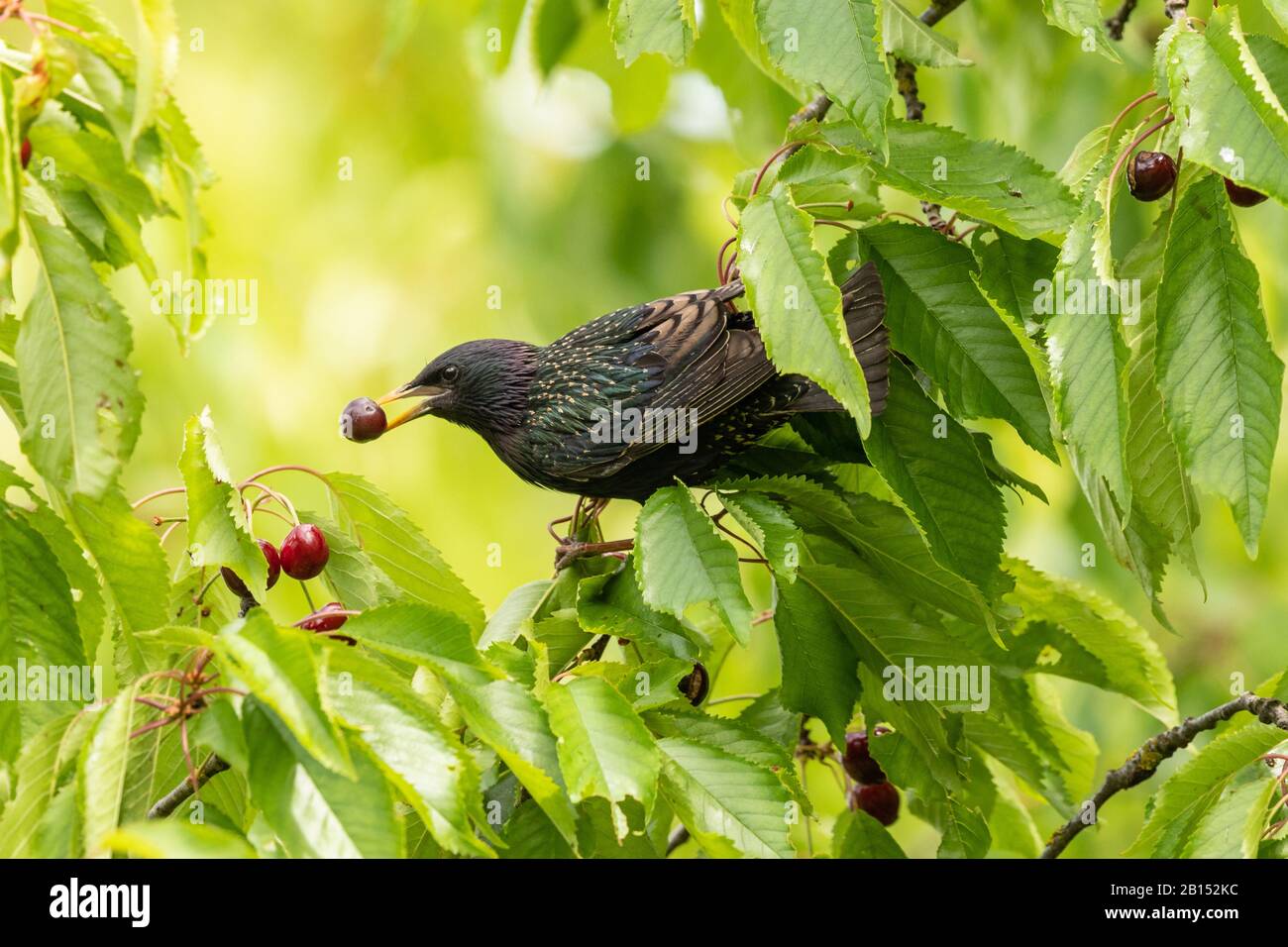 Starring comune (Sturnus vulgaris), mangiare una ciliegia in un ciliegio, Germania, Baviera Foto Stock