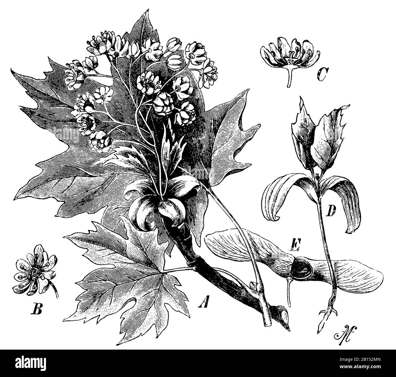 Acero norvegese, platanoidi Acer, Spitzahorn, aereo Éraable, A M (libro botanica, 1898) Foto Stock