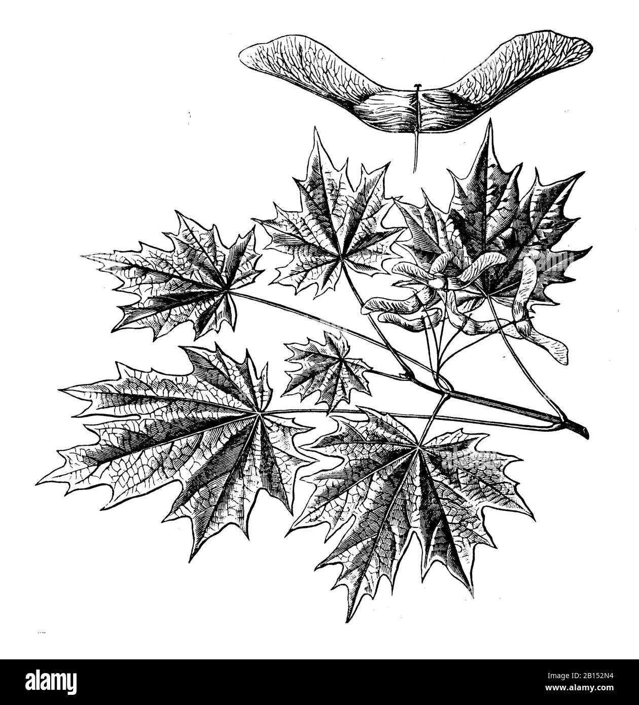 Acero norvegese, Acer platanoides, Spitzahorn, oben Frucht, aereo Éraable, H.W, und H. Gedan (libro di botanica, 1910) Foto Stock