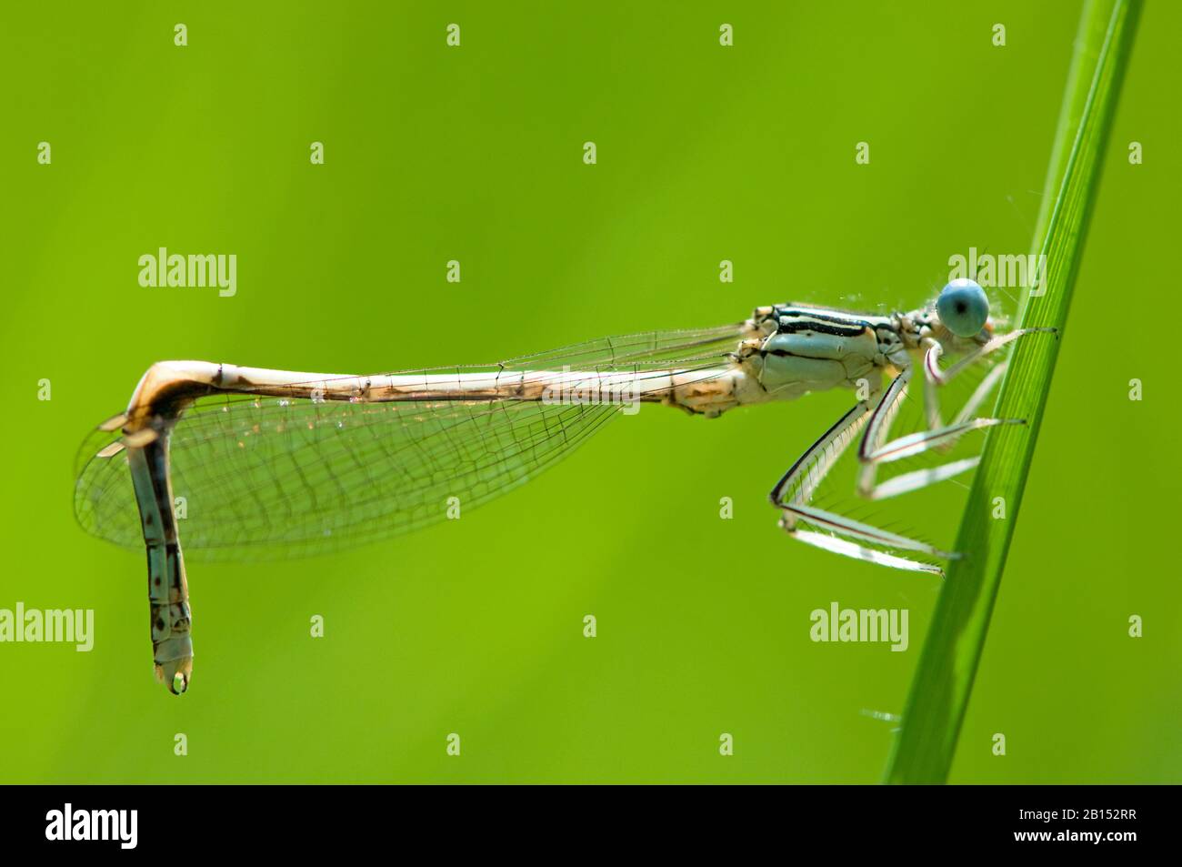 Damselfly a gambe bianche (pennipes platycnemis), maschio con addome deformato su una lama di erba, vista laterale, Paesi Bassi, Noord-Brabant Foto Stock