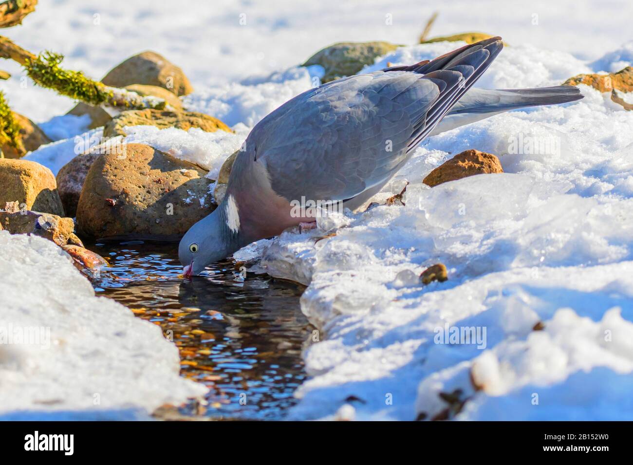 Piccione di legno (Columba Palumbus), bere a un ruscello gelido, vista laterale, Germania, Meclemburgo-Pomerania occidentale Foto Stock