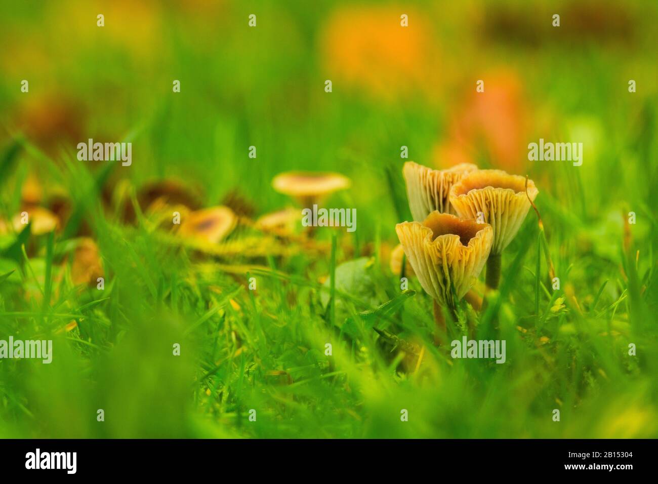 Muschio rosso (Rickenella swartzii), funghi in muschio, Paesi Bassi, Flevoland Foto Stock