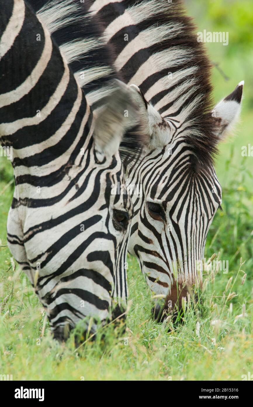 Zebra comune (Equus quagga), due zebre che pascolano insieme, ritratto, Sud Africa, Mpumalanga, Parco Nazionale Kruger Foto Stock