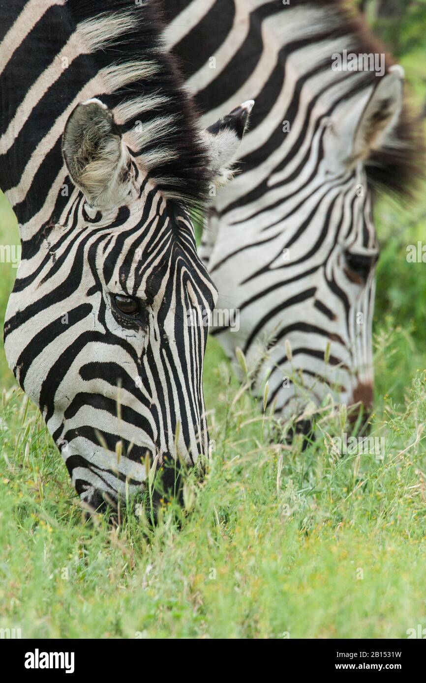 Zebra comune (Equus quagga), due zebre che pascolano insieme, ritratto, Sud Africa, Mpumalanga, Parco Nazionale Kruger Foto Stock