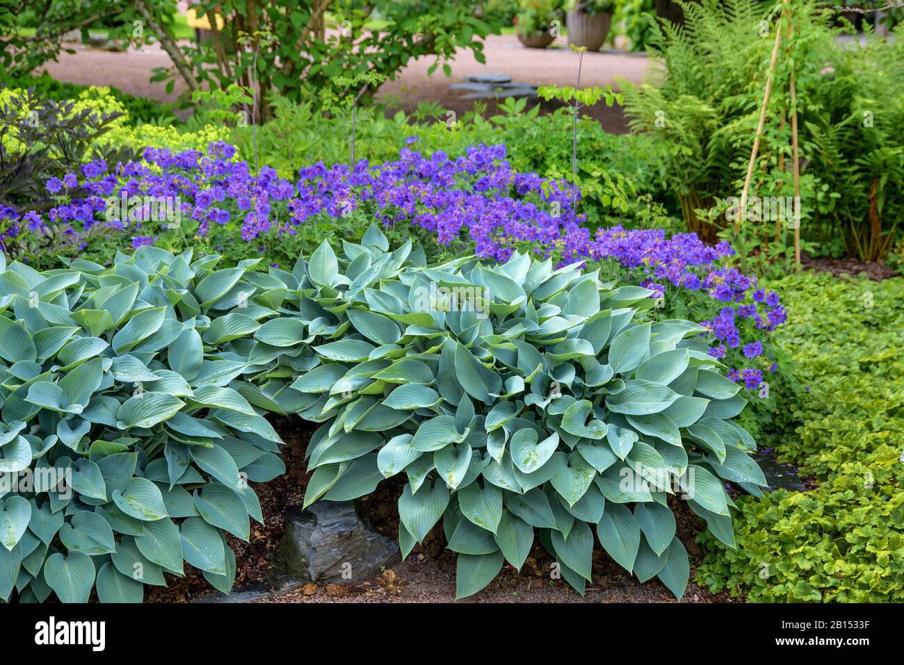 Giglio di plantain (Hosta fortunei Halcyon, Hosta Halcyon), cultivar Halcyon Foto Stock