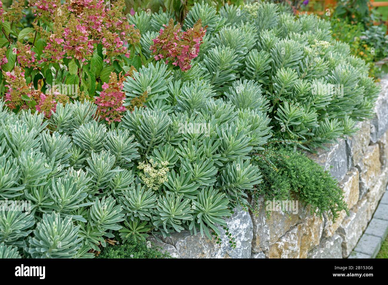 Grande spurge mediterranea (Euphorbia Characterias 'Silver Swan', Euphorbia Characterias Silver Swan), cultivar Silver Swan Foto Stock