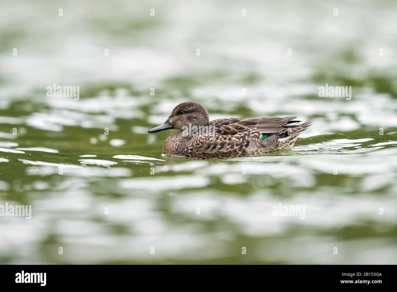 Teal nord americano con ali verdi (Anas crecca carolinensis, Anas carolinensis), nuoto drake, Azzorre Foto Stock