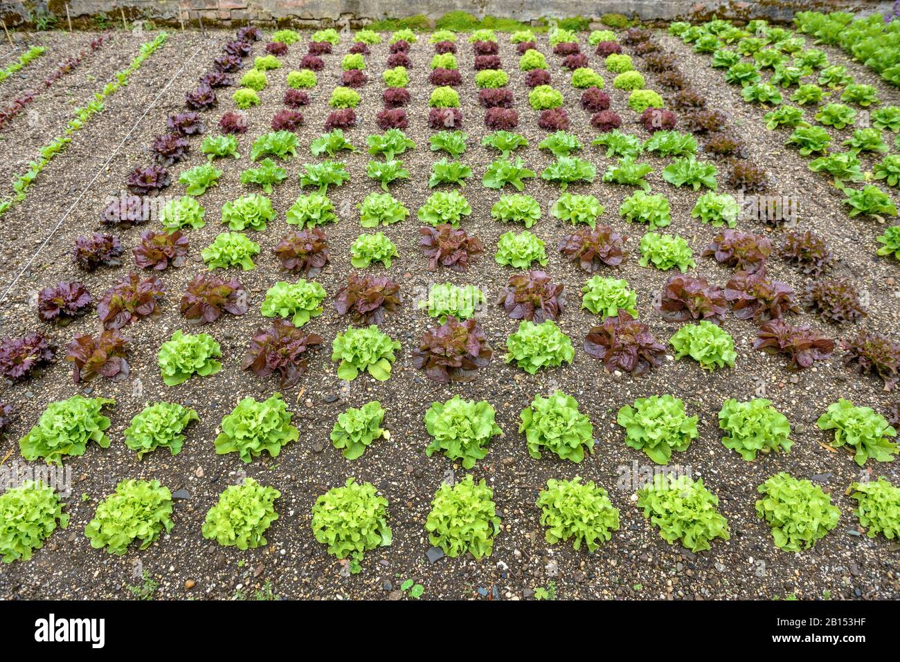 Lattuga da giardino (Lactuca sativa), in un giardino, Regno Unito, Inghilterra Foto Stock