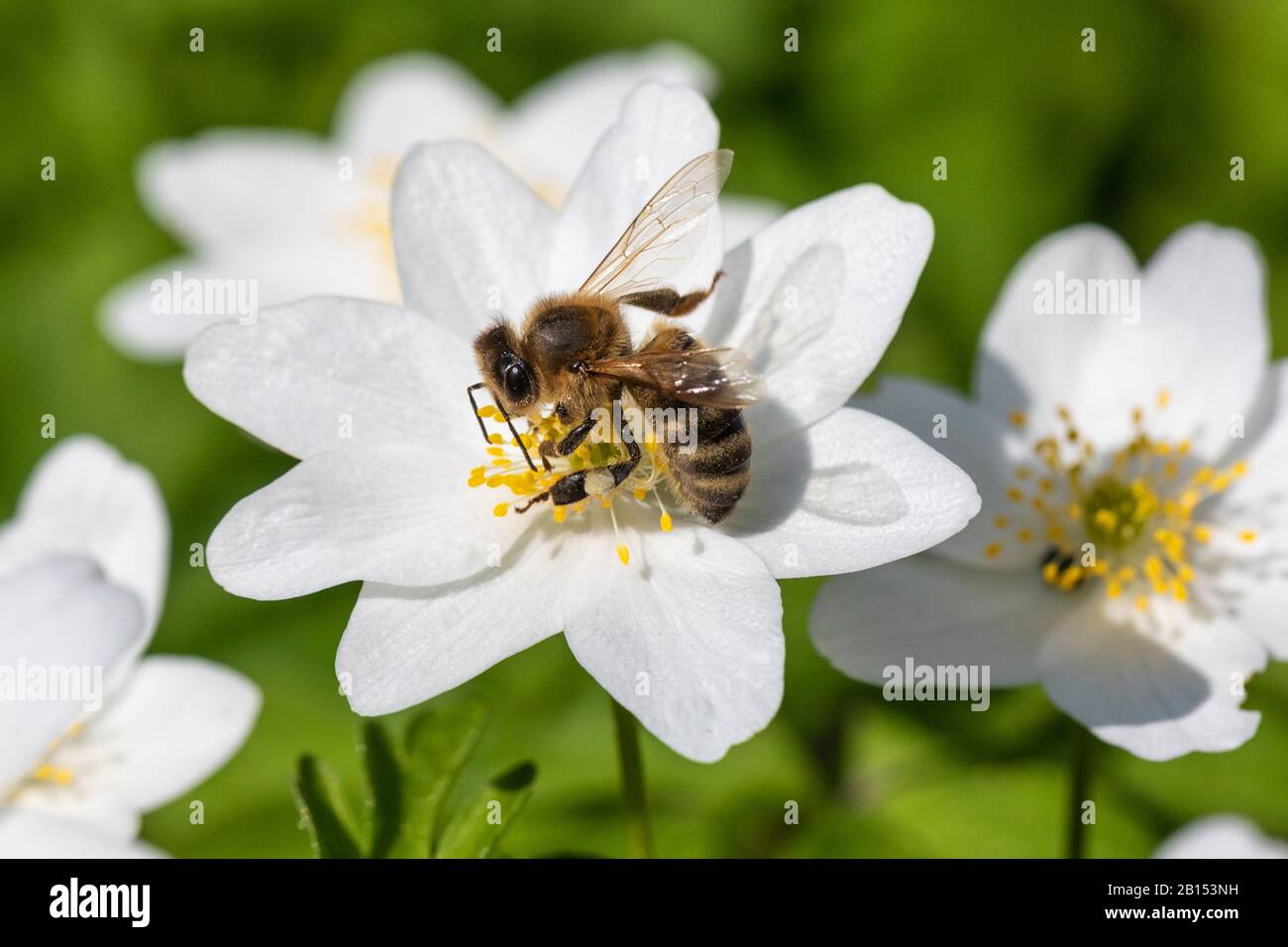 Ape del miele, ape dell'alveare (Apis mellifera mellifera), raccolta del polline sui fiori di vento, vista laterale, Germania, Baviera Foto Stock