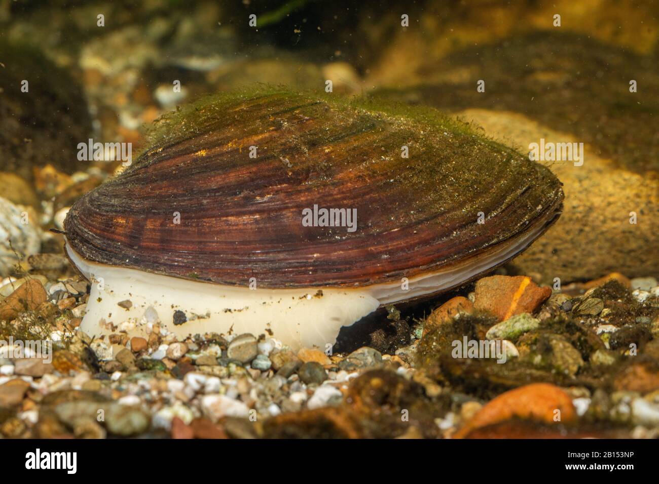 Comune cozze stagno, anatra mitsel (Anodonta anatina), digs nel terreno con il suo piede, Germania Foto Stock