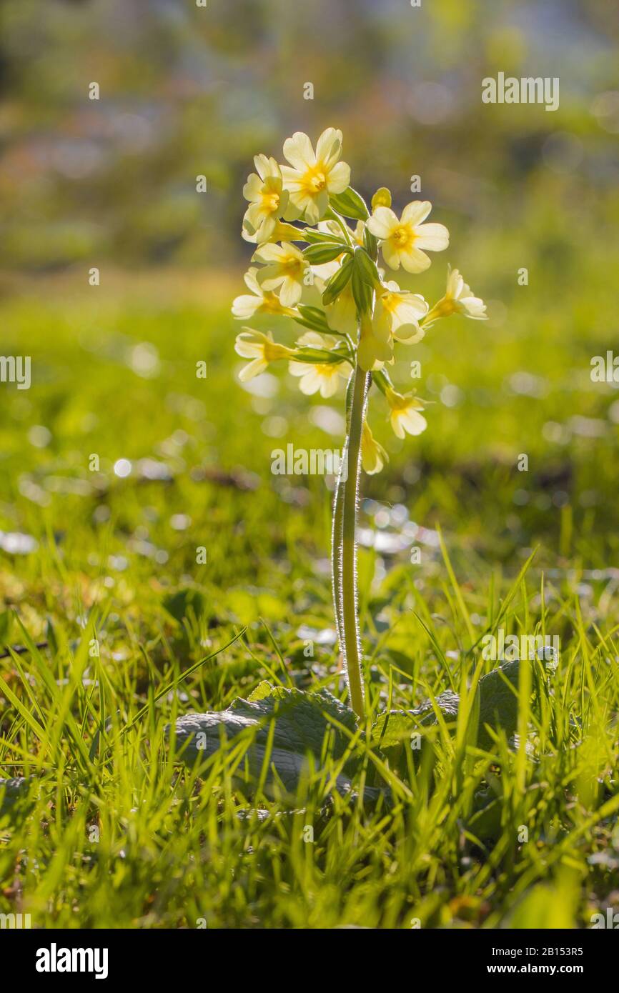 Vero ossip (Primula elatior), fioritura in retroilluminazione, Germania, Baviera, Isental Foto Stock