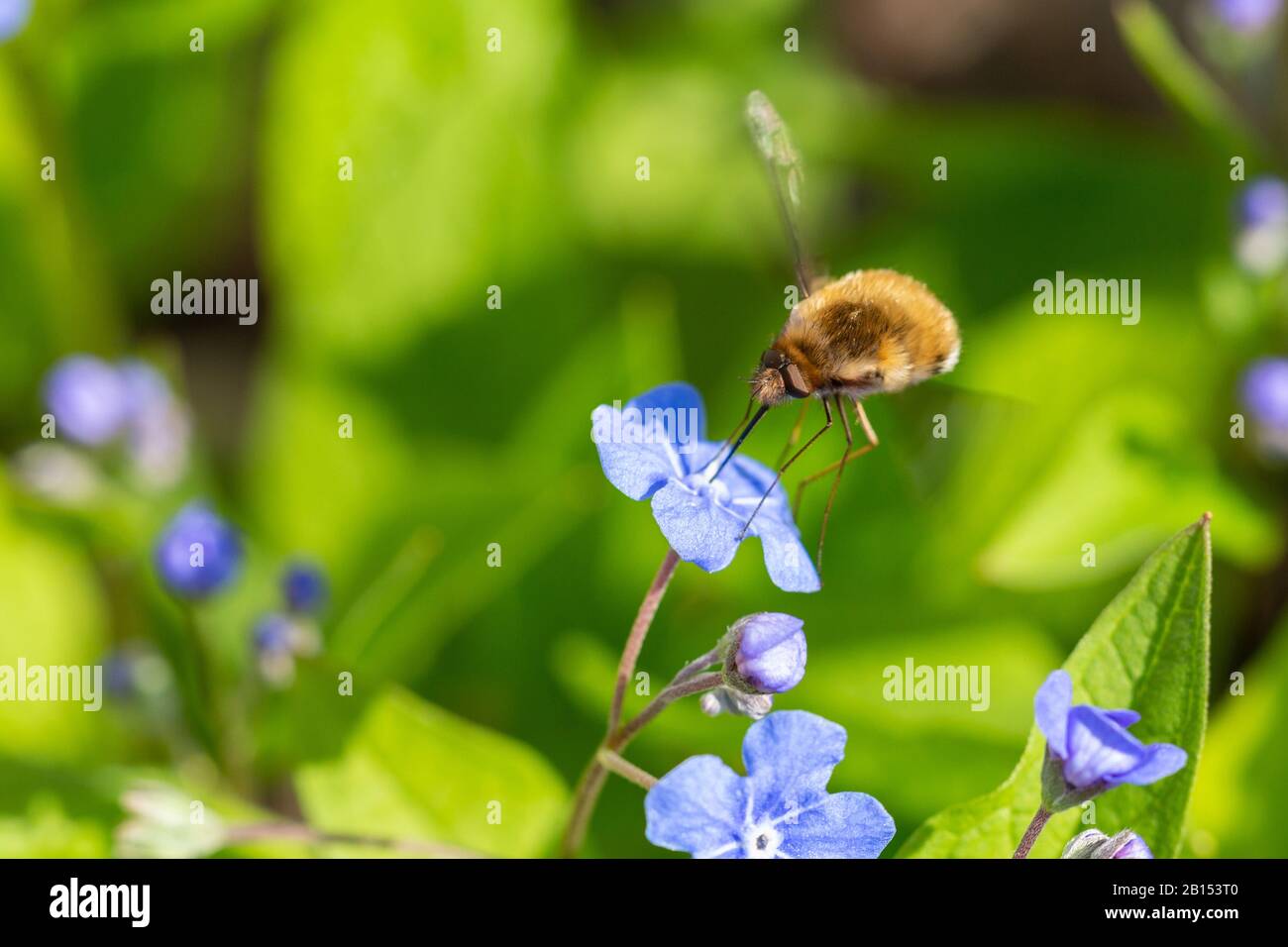 Grande ape-fly (Bombylius Major), succhiare nettare nettare da fiore blu, Germania, Baviera Foto Stock