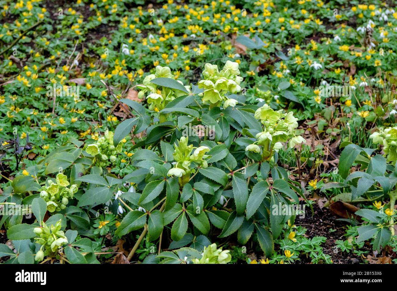 Holly-Leaved hellebore, corso hellebore (Helleborus argutilius), fioritura, Regno Unito, Inghilterra Foto Stock