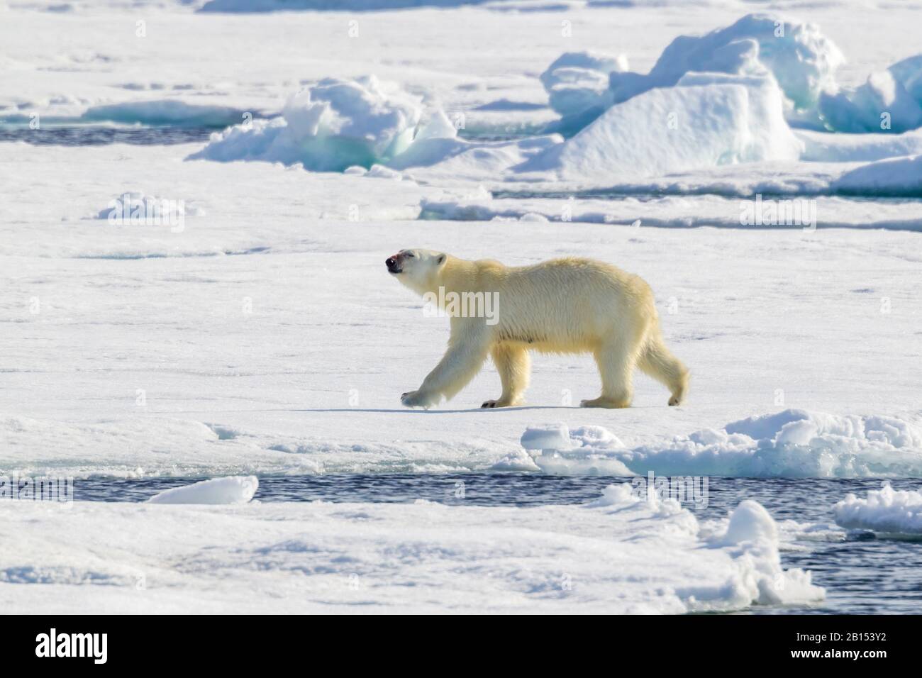 Orso polare (Ursus maritimus), orso polare femminile che cammina su un pavimento di ghiaccio, vista laterale, Groenlandia Foto Stock