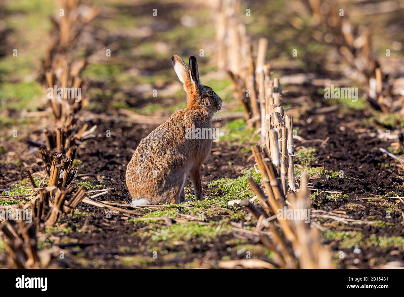 European Hare, Brown Hare (Lepus europaeus), seduto su campo di mais raccolto, vista laterale, Germania, Baviera, Erdinger Moos Foto Stock