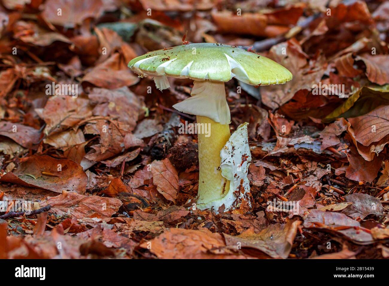 Tappo di morte, fungo del tappo Di Morte, Deathcap (Amanita phalloides), corpo di fruttificazione singolo sul pavimento della foresta, Germania, Mecklenburg-Pomerania occidentale Foto Stock