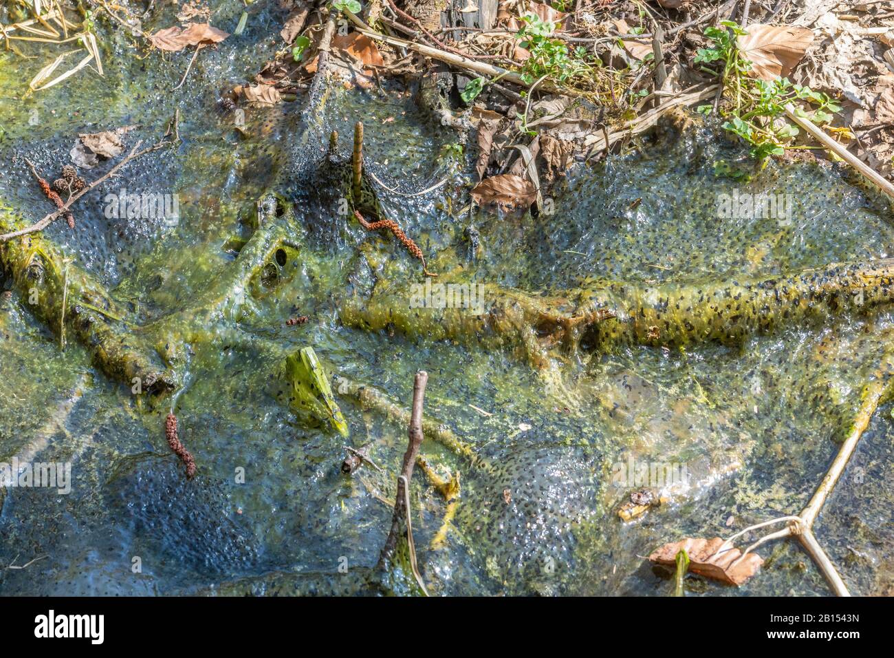 Rana comune, rana erba (Rana temporaria), cum di rana uova in acque sgonfie essiccate, cambiamento climatico, Germania Foto Stock