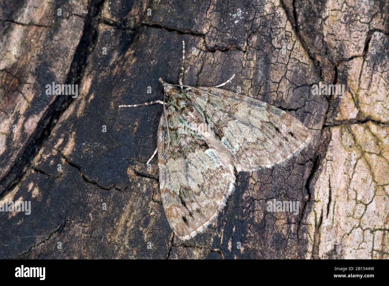 L'highflyer di maggio (Hydriomena impuviata), siede sulla corteccia, Germania Foto Stock
