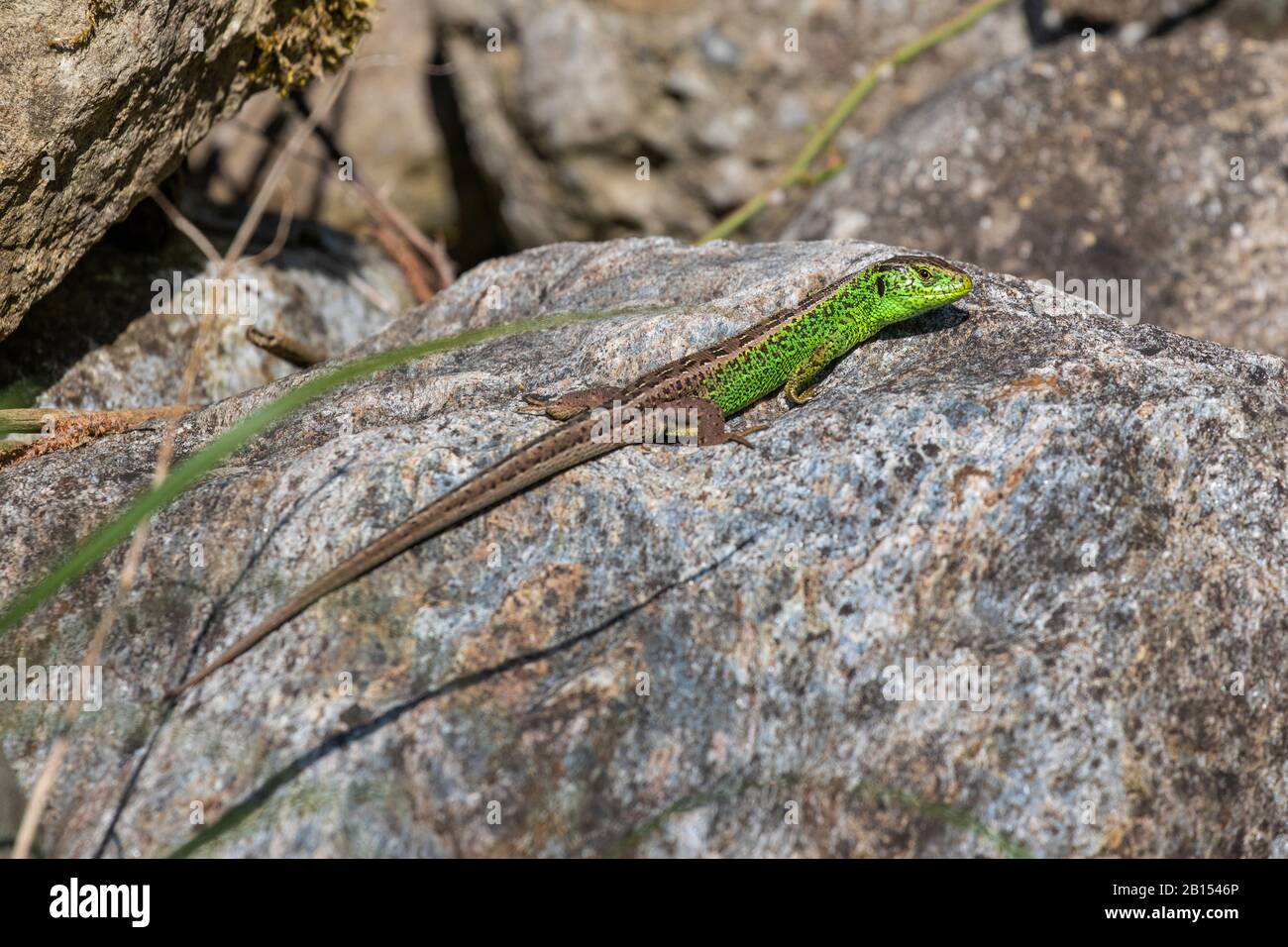 Lucertola di sabbia (Lacerta agilis), sole maschile, Germania, Baviera Foto Stock