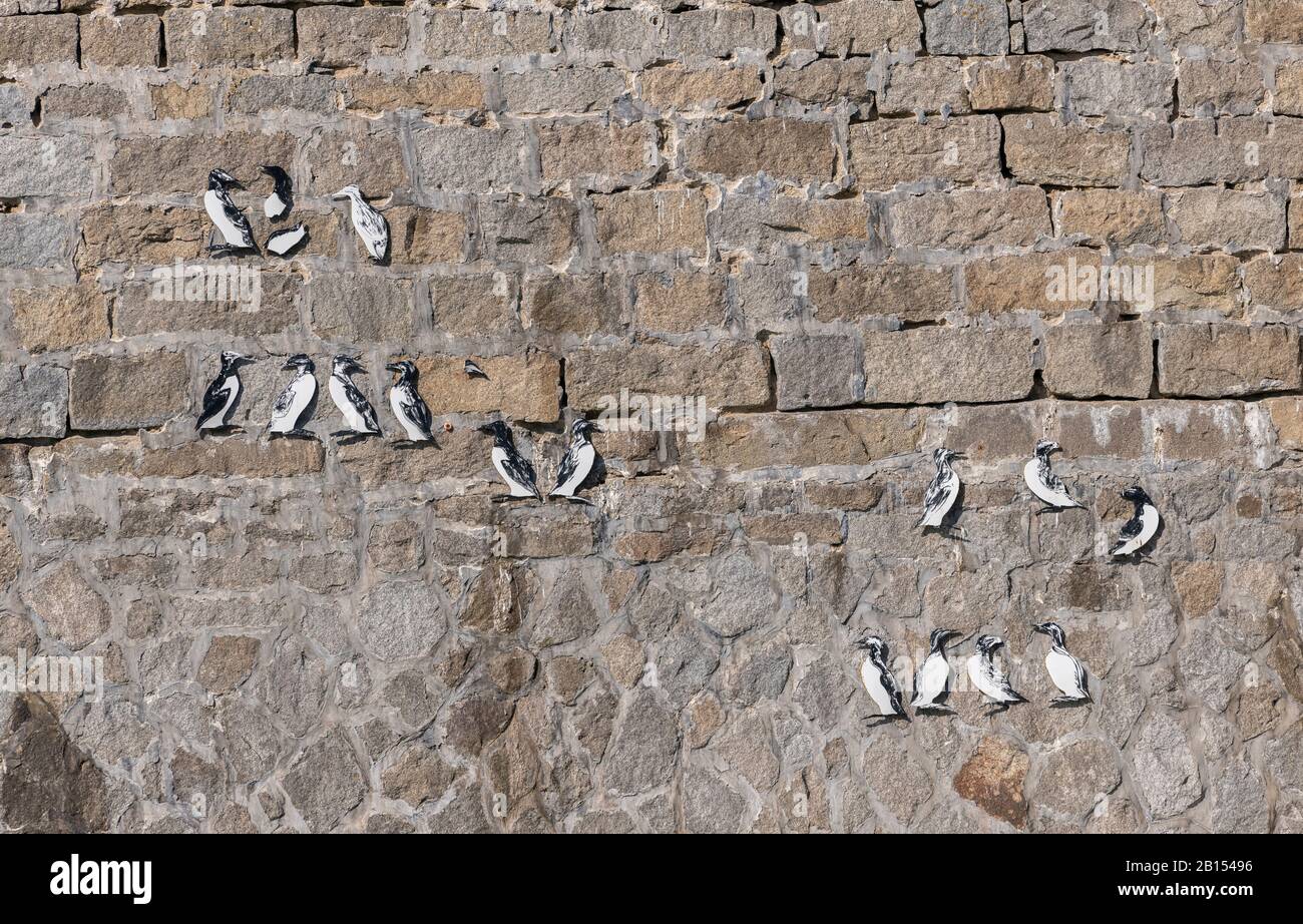 Modelli di colonia di uccelli marini auk sul muro a l'Ile Grande Bird Reserve, Bretagna Foto Stock