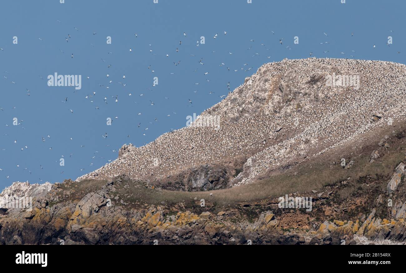 Gannet settentrionale, fagiano Morus, allevamento colo8BIM Foto Stock