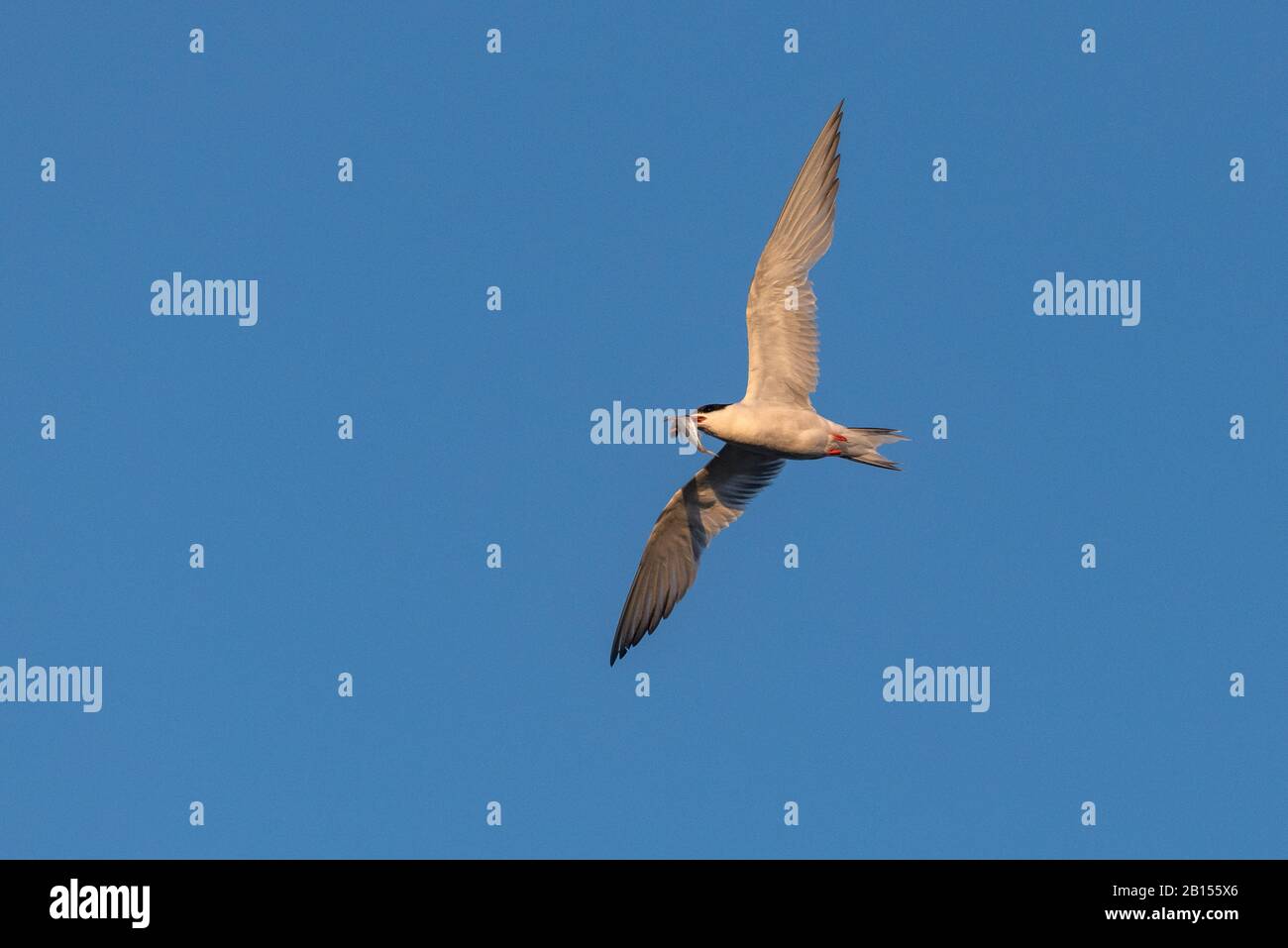 Comune terno, Sterna hirundo in volo, con pesce, durante la stagione di allevamento. Foto Stock