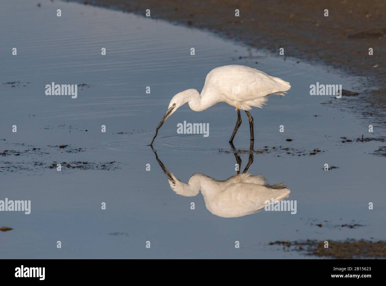 Piccola garzetta, Egretta garzetta, pesca in laguna, con riflessione. Foto Stock