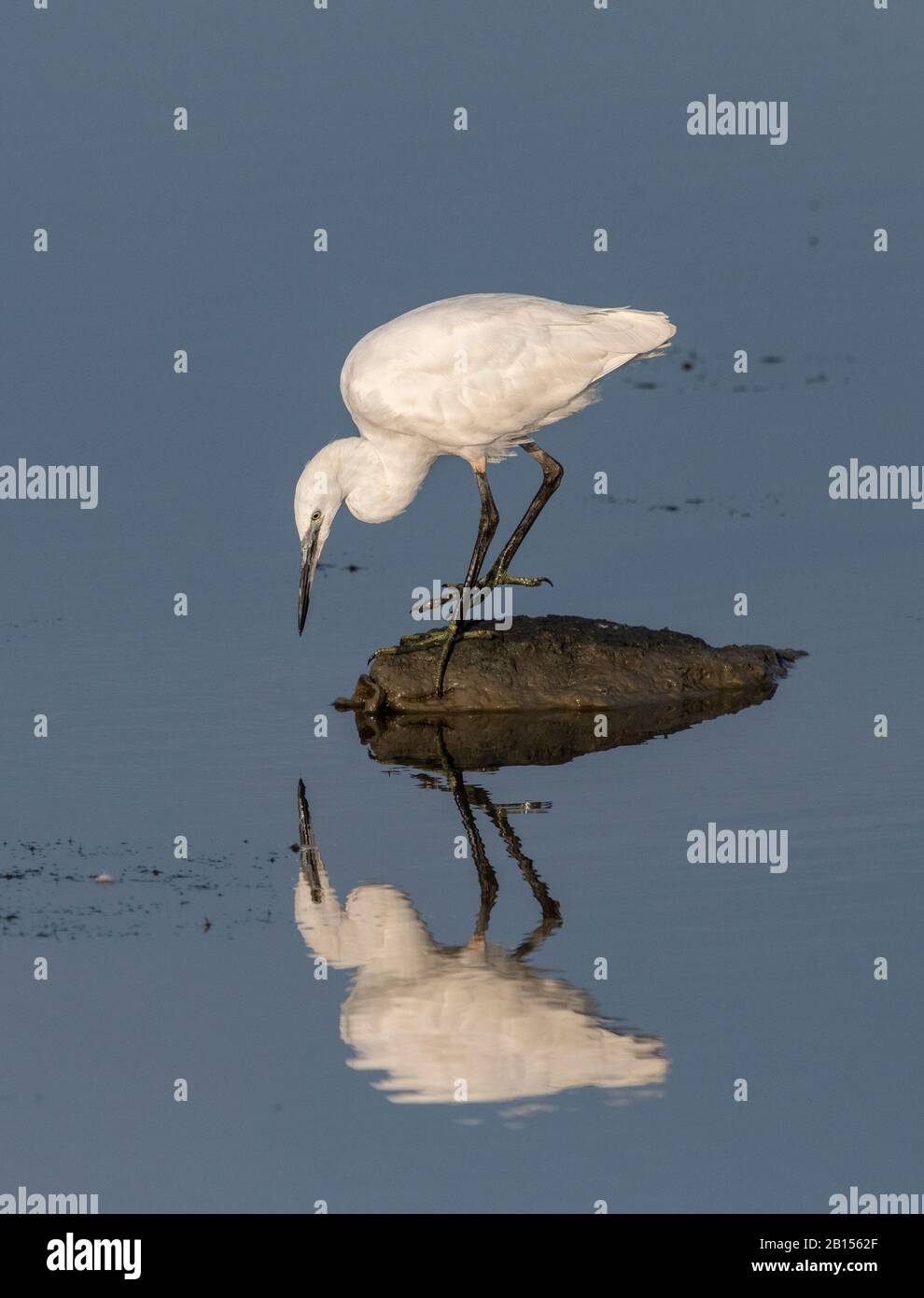Piccola garzetta, Egretta garzetta, pesca da roccia in laguna, con riflessione. Foto Stock