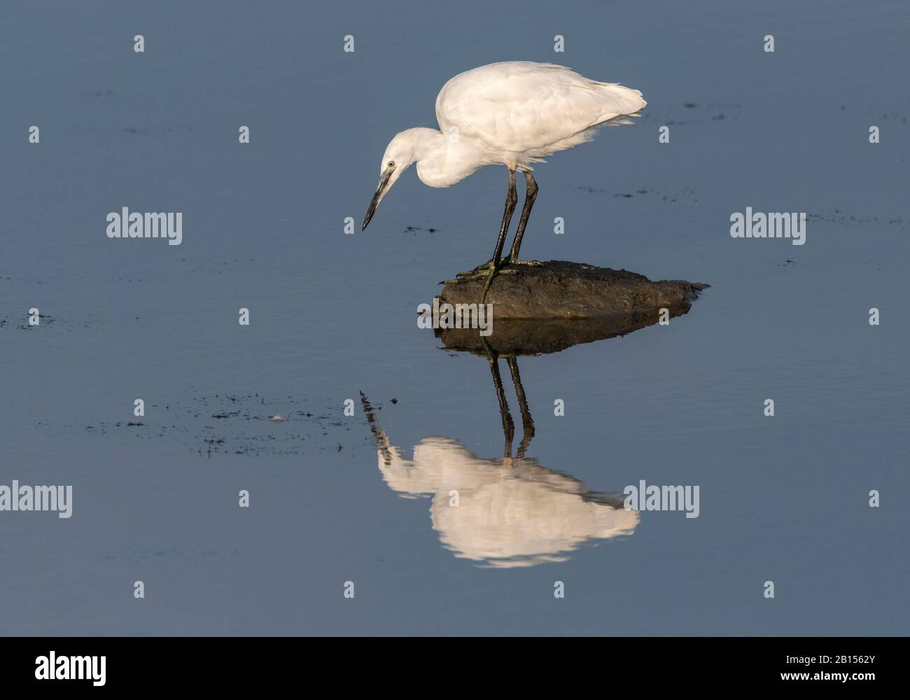 Piccola garzetta, Egretta garzetta, pesca da roccia in laguna, con riflessione. Foto Stock