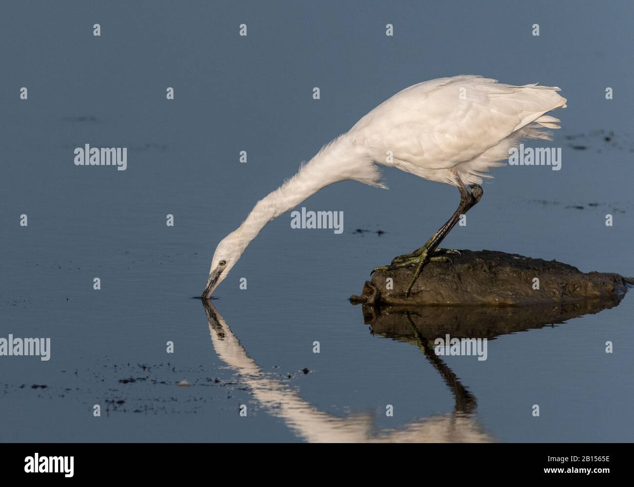 Piccola garzetta, Egretta garzetta, pesca da roccia in laguna, con riflessione. Foto Stock