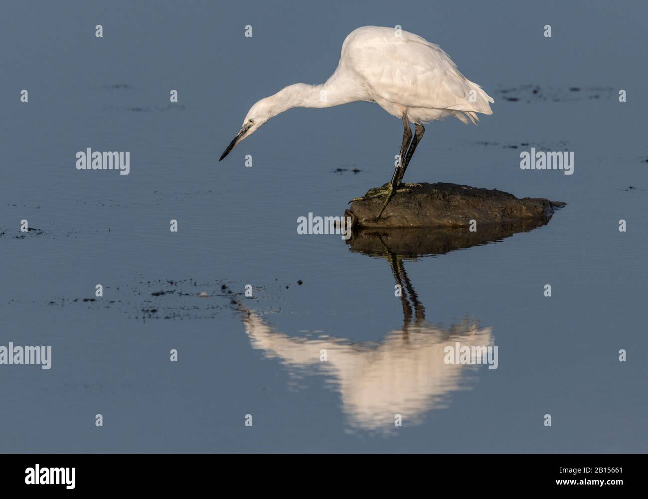 Piccola garzetta, Egretta garzetta, pesca da roccia in laguna, con riflessione. Foto Stock