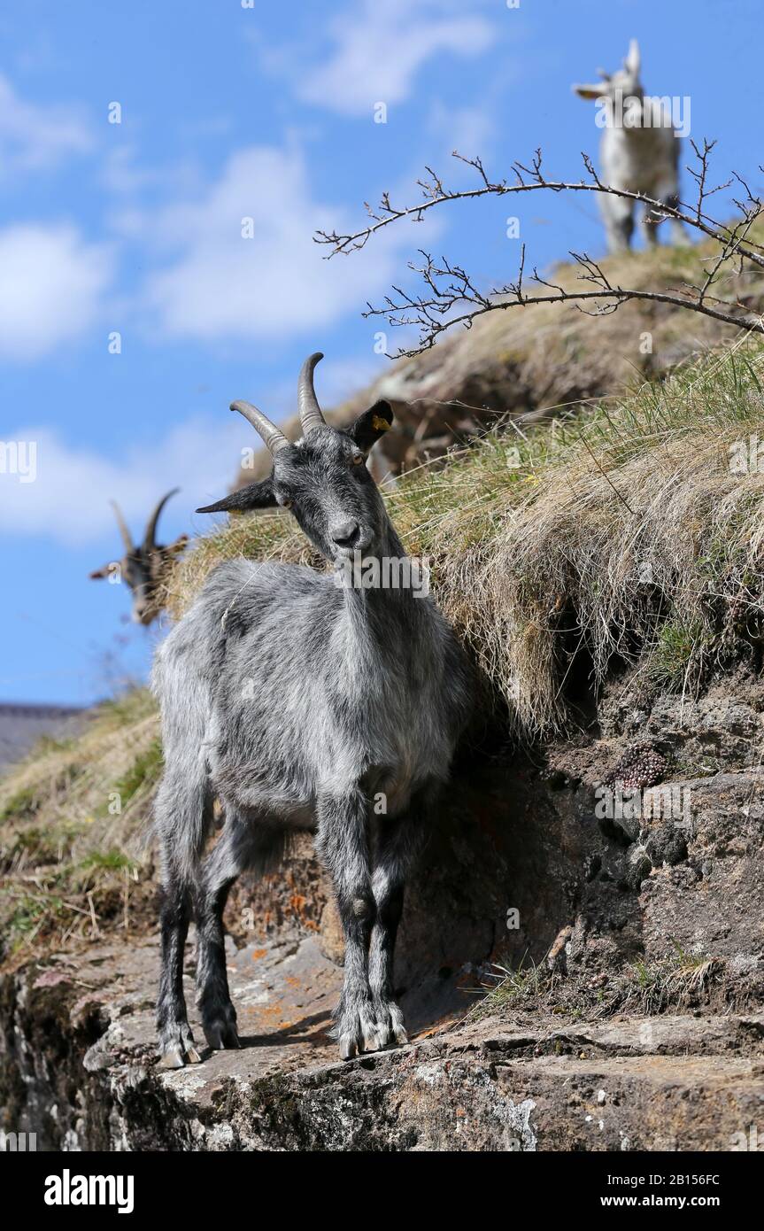 curiose capre di montagna su una sporgenza di roccia Foto Stock