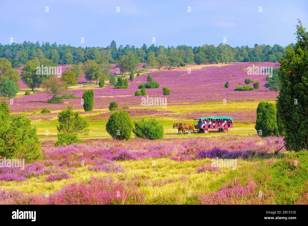 Paesaggio Lueneburg Heath in autunno vicino Wilsede Foto Stock