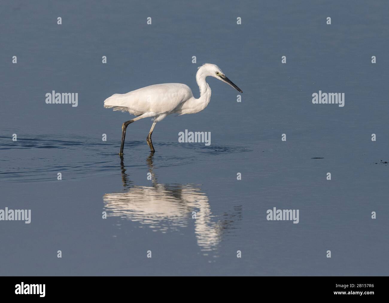 Piccola garzetta, Egretta garzetta, nutrimento in laguna costiera, fine estate. Foto Stock