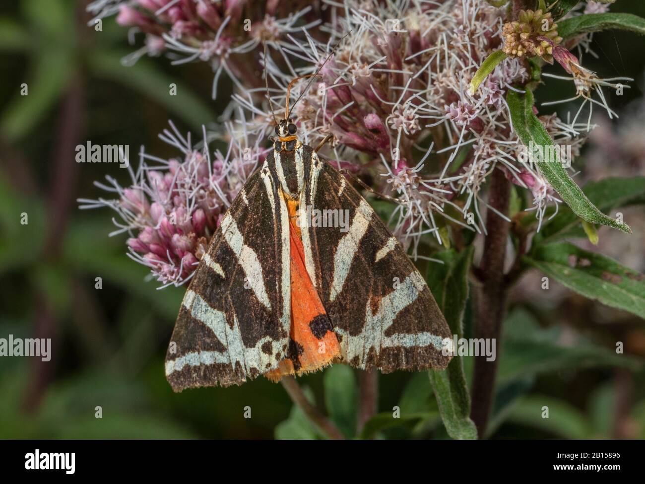 Jersey Tiger moth, Euplagia quadripunctaria, nutrimento su Hemp Agrimonia, Eupatorium cannabinum - una delle sue larve piante alimentari. Foto Stock