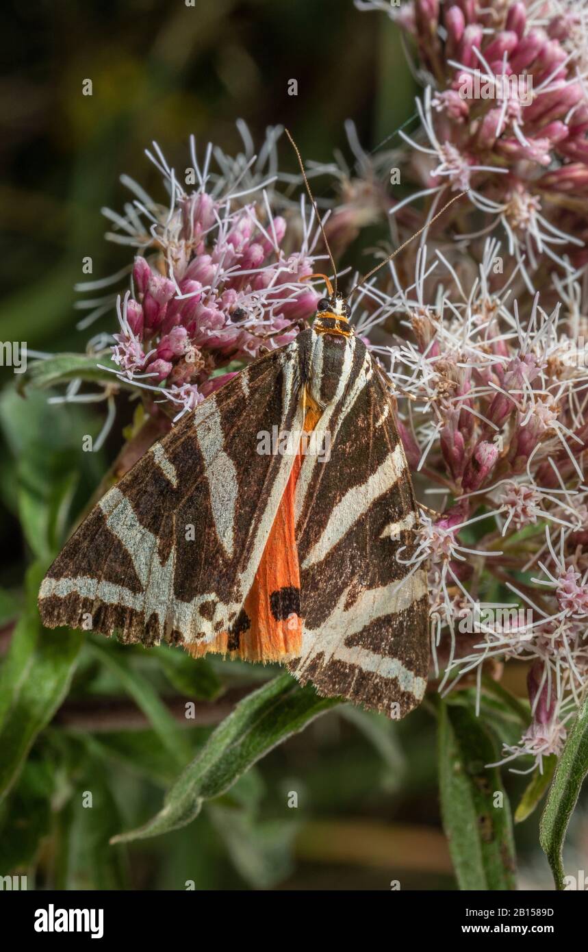 Jersey Tiger moth, Euplagia quadripunctaria, nutrimento su Hemp Agrimonia, Eupatorium cannabinum - una delle sue larve piante alimentari. Foto Stock