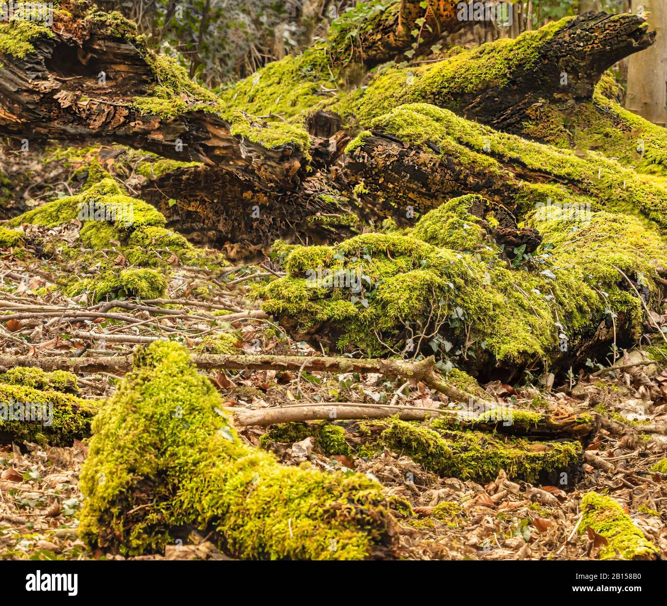 Woodland Moss, Moss, Green Moss che crescono sugli alberi caduti nei boschi del Bedfordshire, Regno Unito Foto Stock