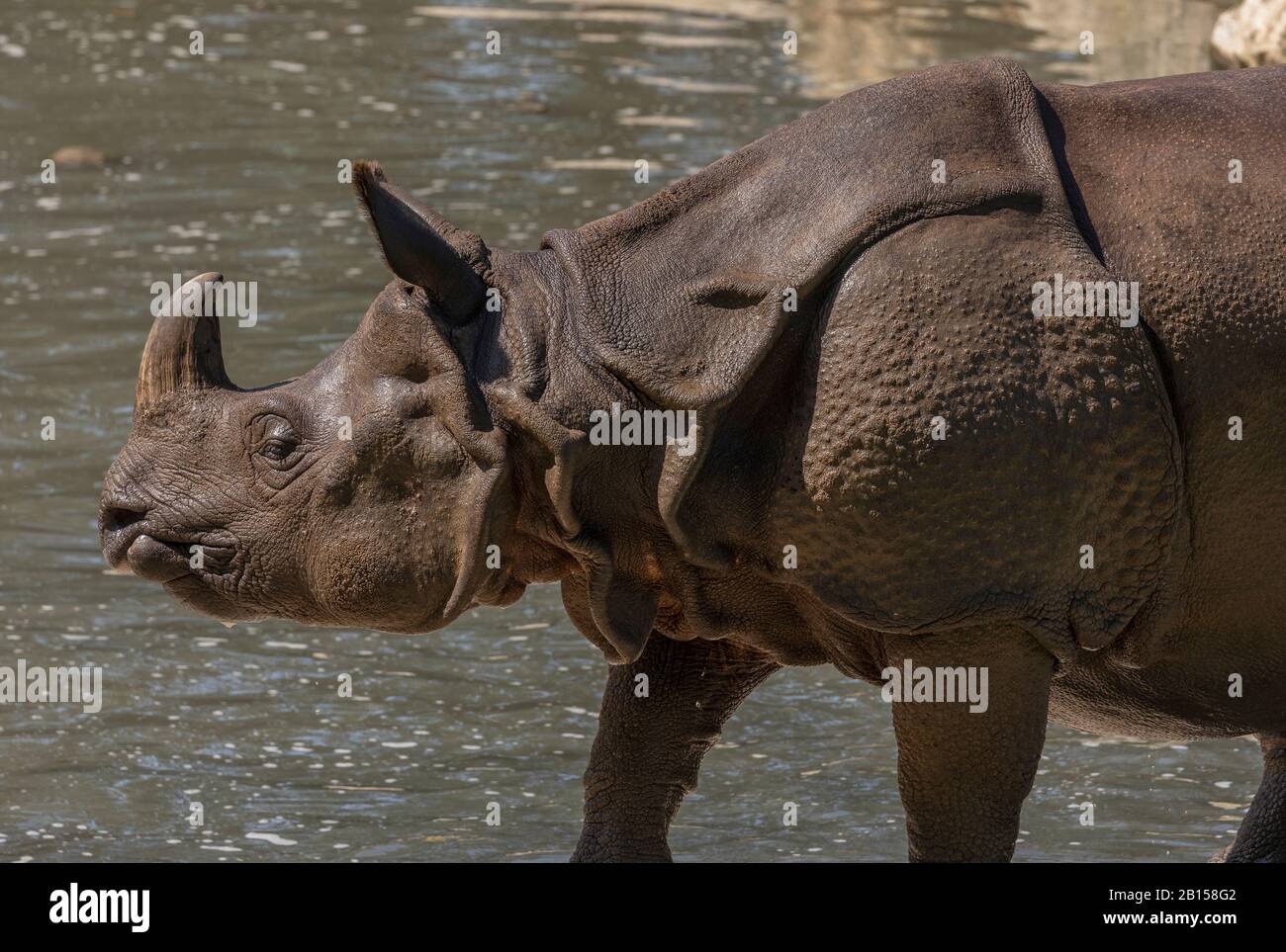 Rinoceronte indiano, unicornis Rhinoceros, a piedi da un fiume in una giornata calda. Foto Stock