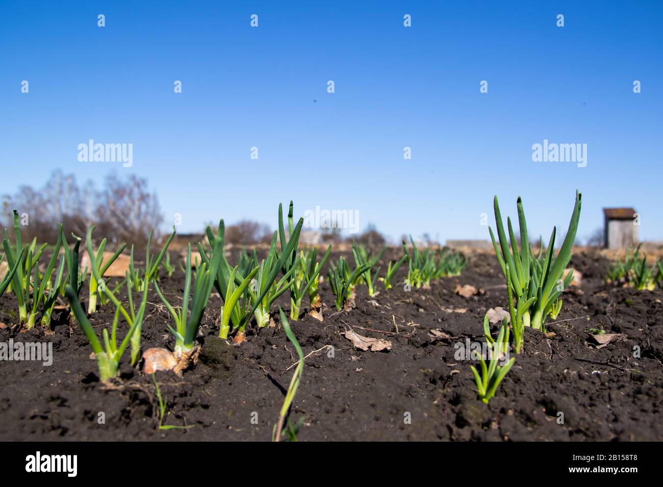 Giovane cipolla verde germogliata su un campo, cielo di primavera blu e un vecchio wc nell'agricoltura background.Organic. Foto Stock