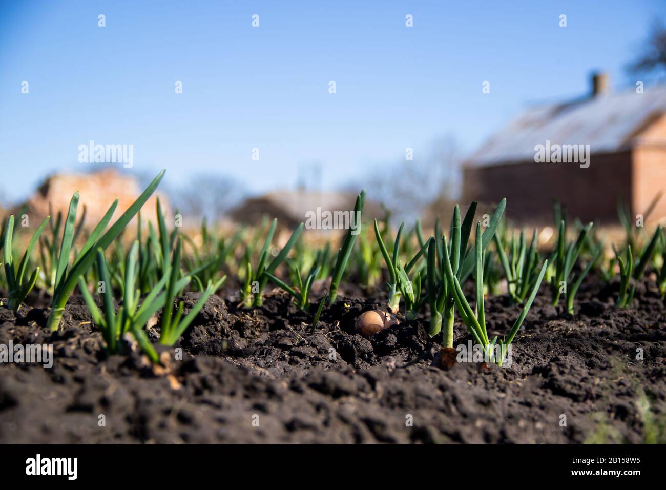 Giovane cipolla verde germogliata su un campo, cielo di primavera blu e un vecchio bagno sullo sfondo. Agricoltura biologica. Foto Stock
