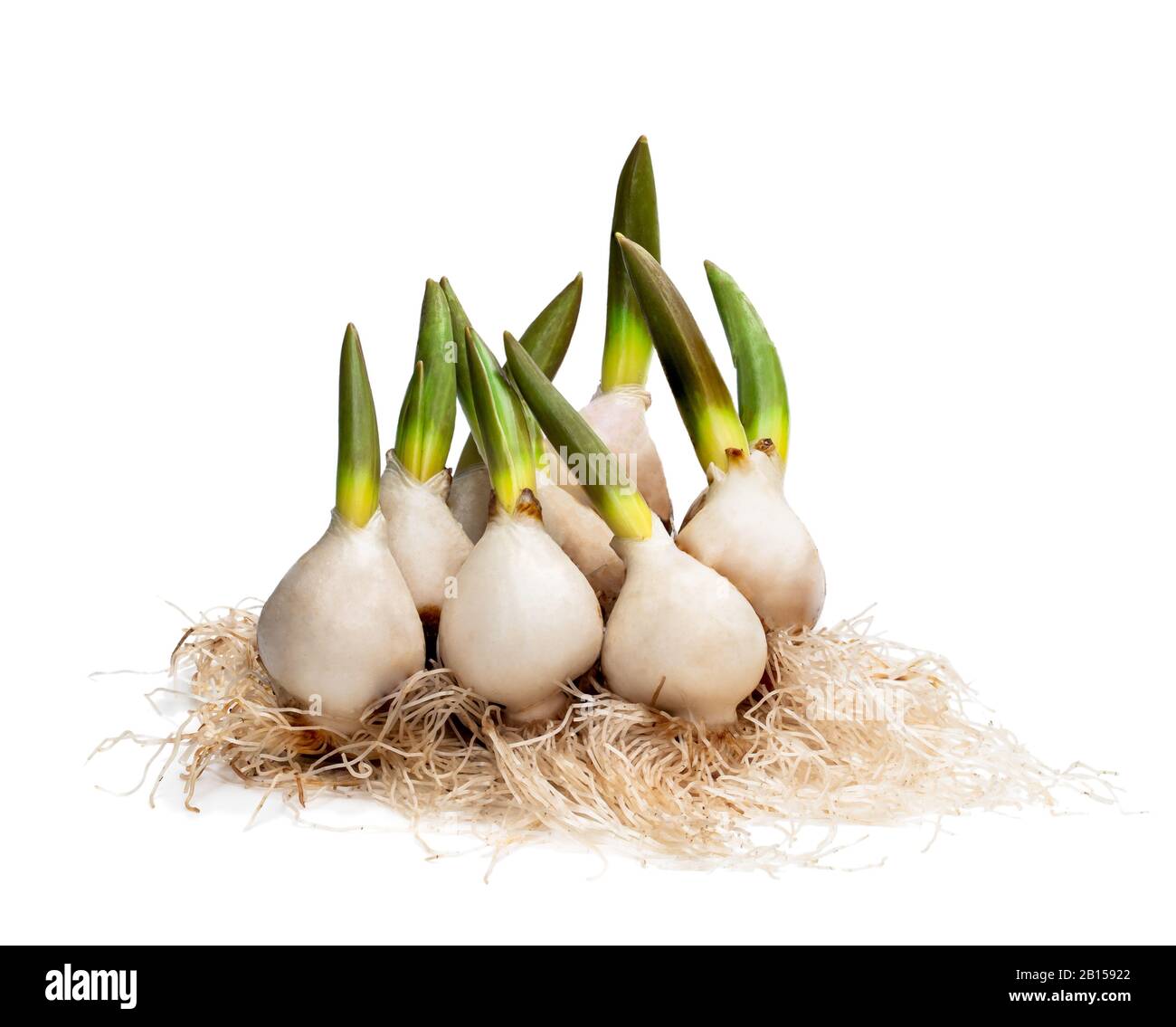 Bulbi di tulipano con radici isolate su bianco Foto Stock
