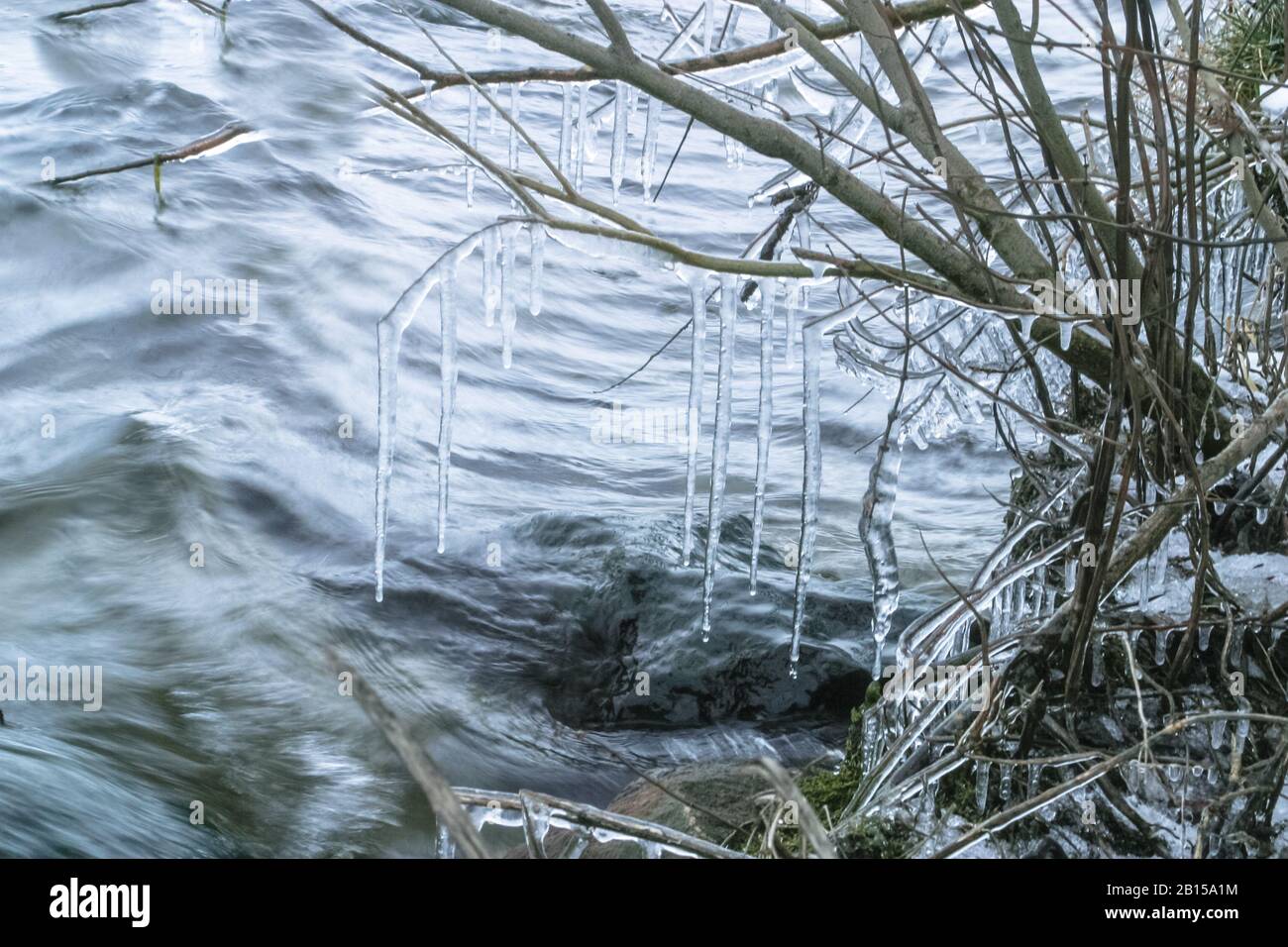 Ghiacciaia su un cespuglio in inverno gelido tempo Foto Stock