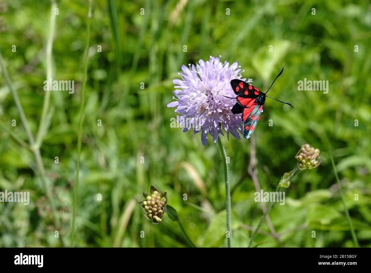 Maschio di Zygaena filipendulae - Var (Francia) Rosso e nero Moth su un fiore rotondo viola strada con erbe verdi dietro Foto Stock
