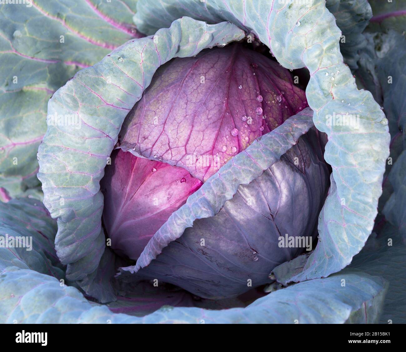 Cavolo rosso. Cavolo rosso vicino in un campo di fattoria. Cavolo con goccia d'acqua. Primo piano della testa di cavolo rosso che cresce in orto. Borsa cabbag viola Foto Stock