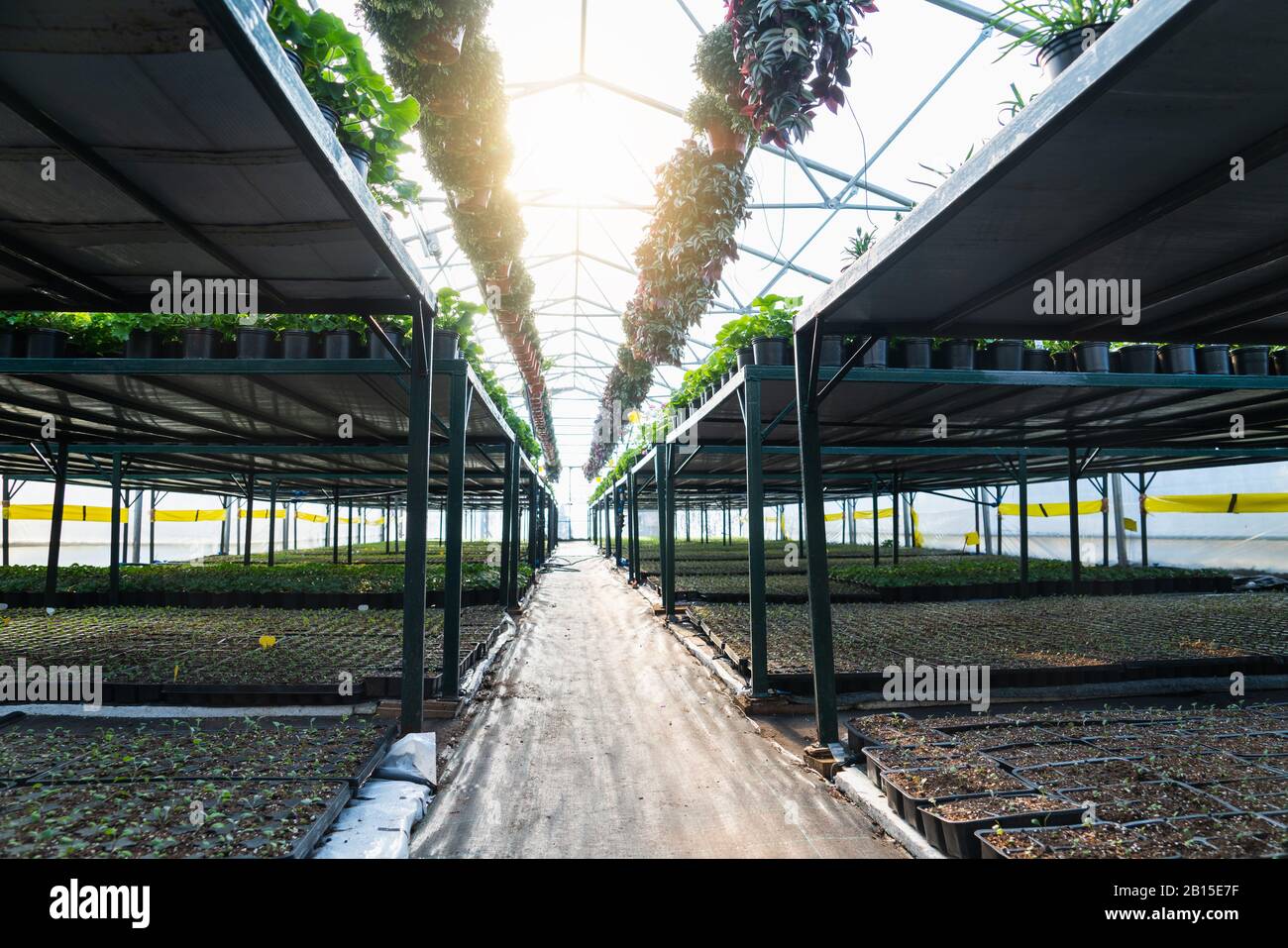 Serre per fiori in crescita. Settore florovivaismo Foto Stock